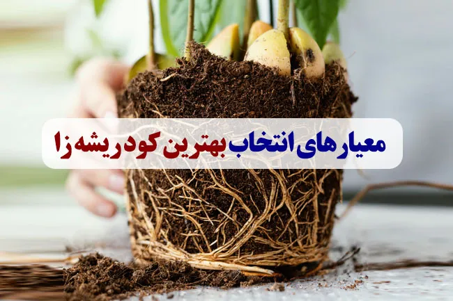 معیارهای انتخاب بهترین کود ریشه زا
