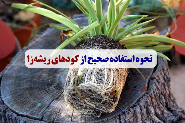 نحوه استفاده صحیح از کودهای ریشه‌زا برای بهترین نتیجه